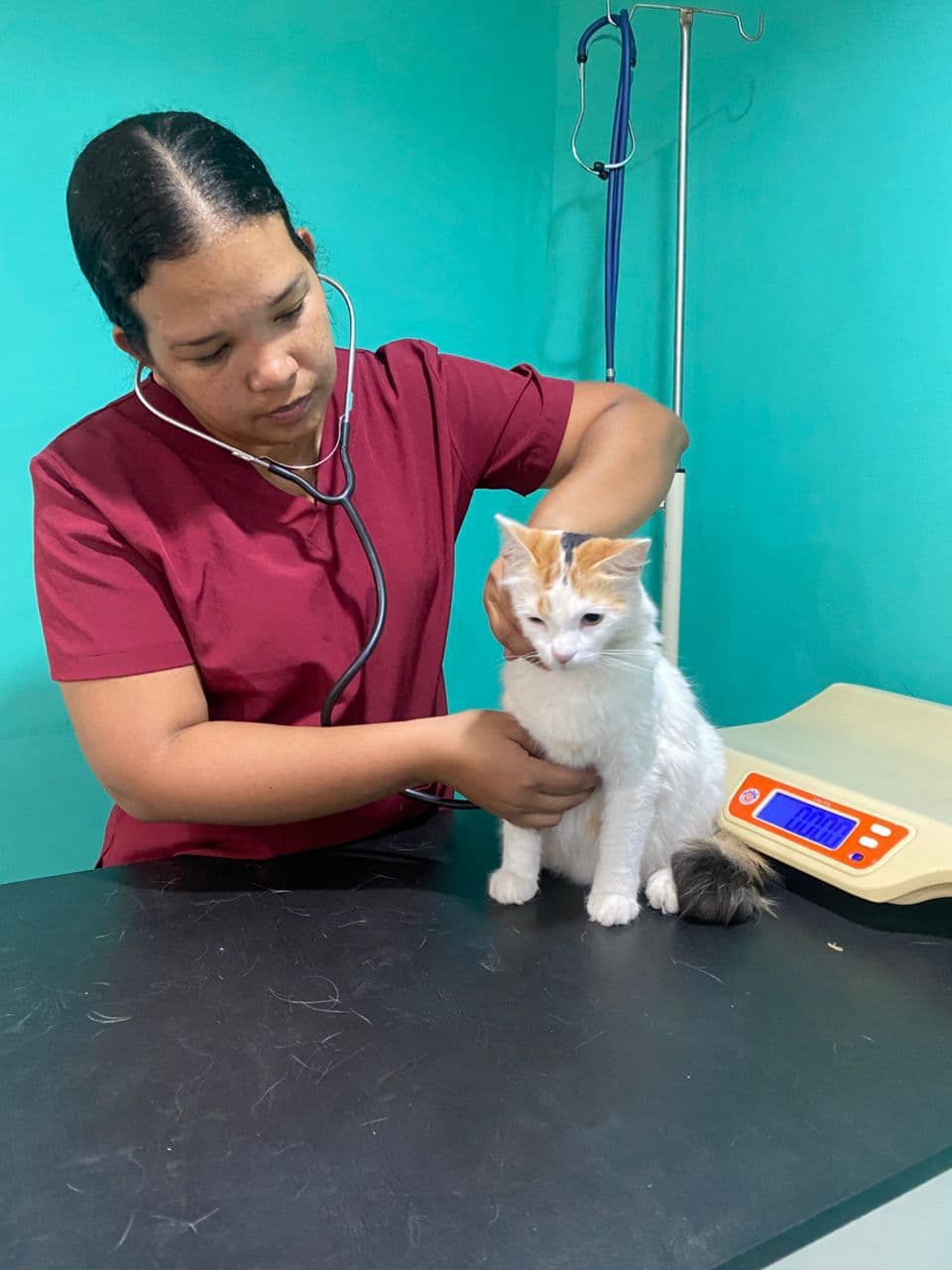 Veterinaria con uniforme granate examina a un gato blanco y naranja usando un estetoscopio.