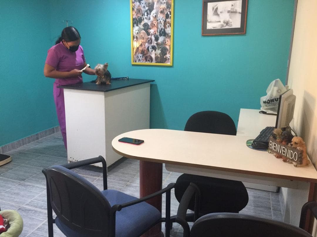 Veterinaria examinando a un perro pequeño sobre una mesa en un consultorio con paredes turquesas.