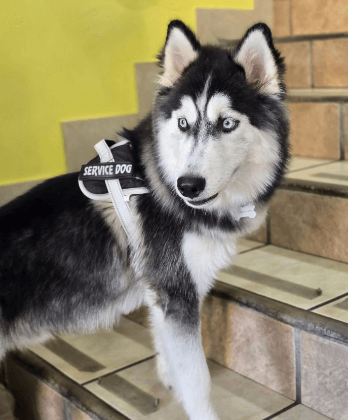 Husky siberiano con ojos azules y arnés de perro de servicio parado en unas escaleras.