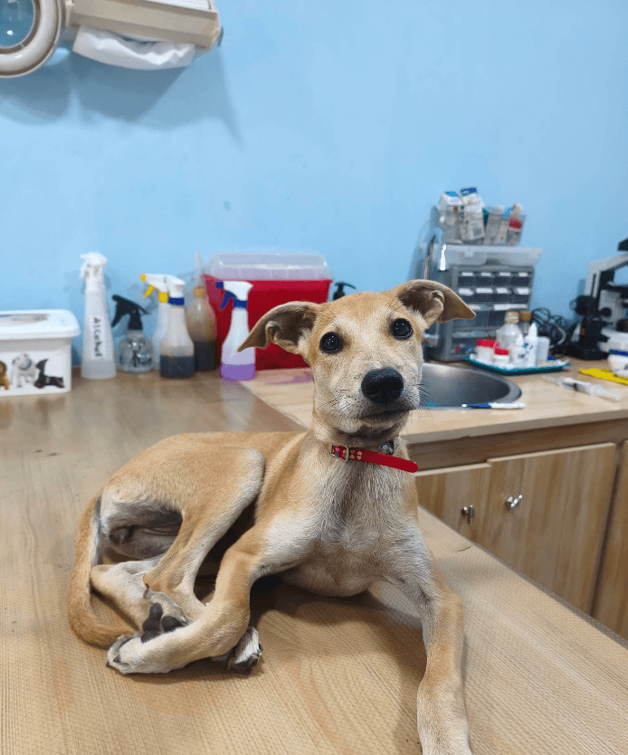 Cachorro canela con collar rojo tumbado sobre una mesa de madera en una clínica veterinaria.