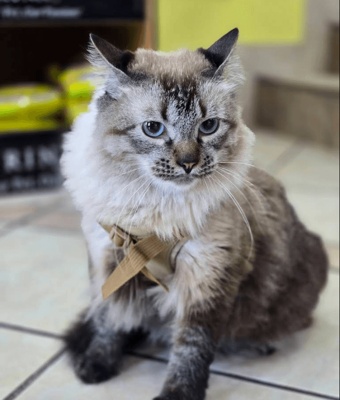Gato esponjoso con ojos azules y arnés beige sentado sobre un suelo de baldosas.