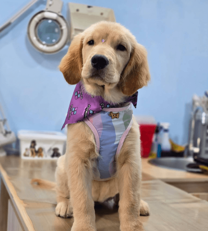 Cachorro Golden Retriever con pañuelo morado y arnés colorido sentado en una mesa veterinaria.