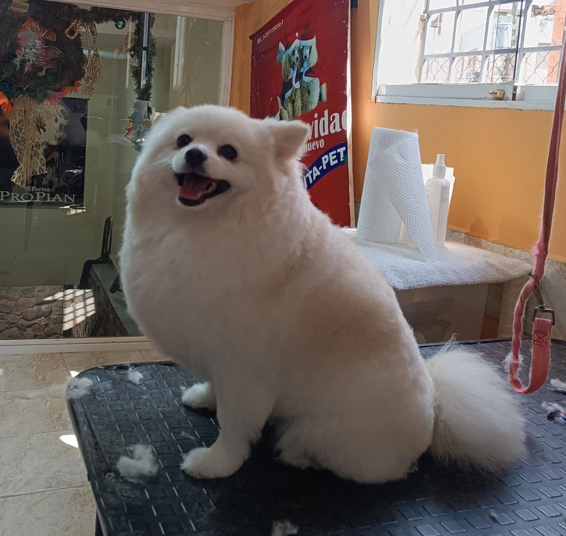 Un Pomerania blanco y esponjoso sentado alegremente en una mesa de peluquería canina.