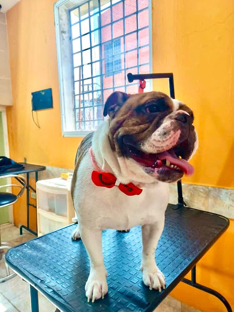 Bulldog inglés feliz con pajarita roja posando sobre una mesa de peluquería canina.